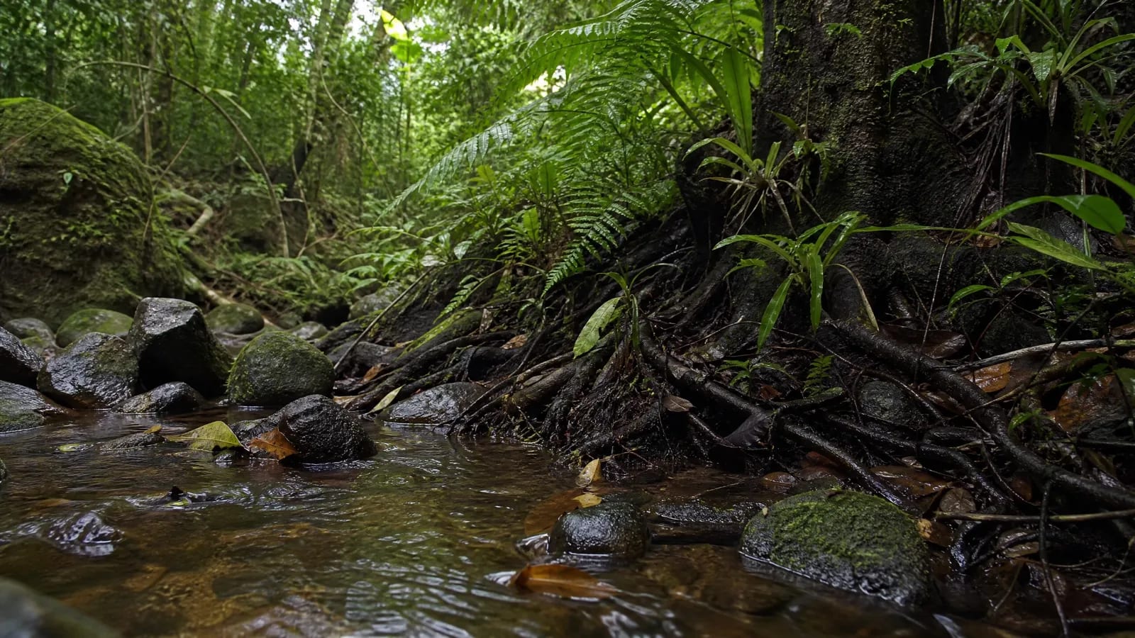 Floresta Ombrófila Densa