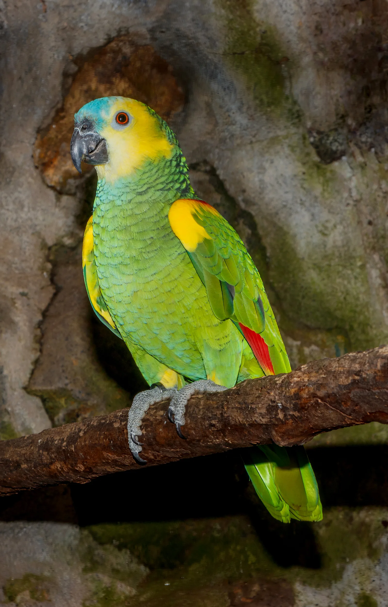 Amazona frentiazul — foto 1