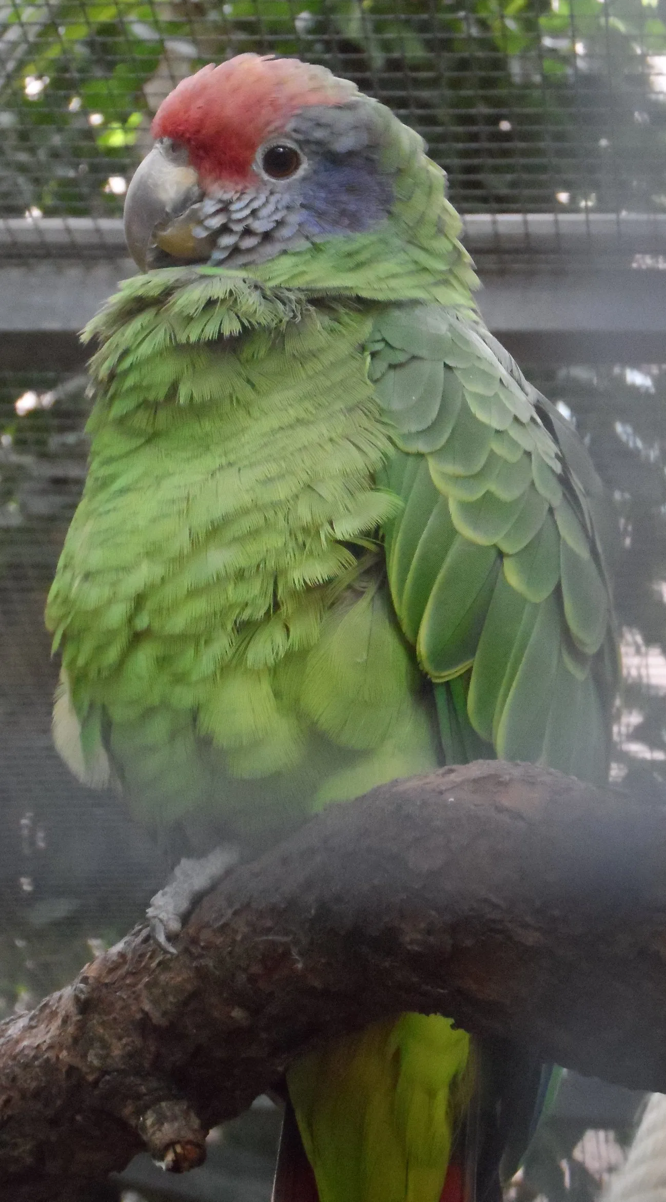 Amazona colirroja — foto 1