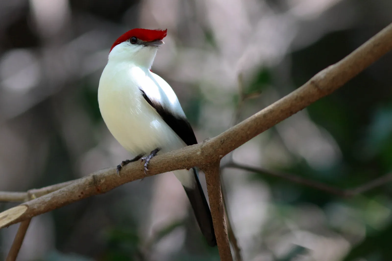 Araripe Manakin — foto 1