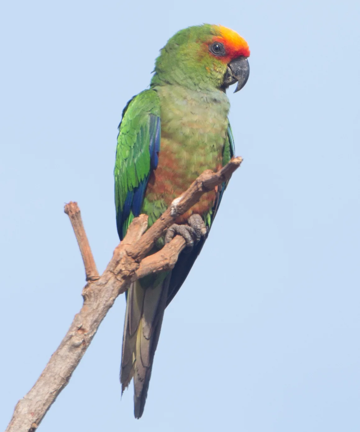 aratinga testadorada — foto 1