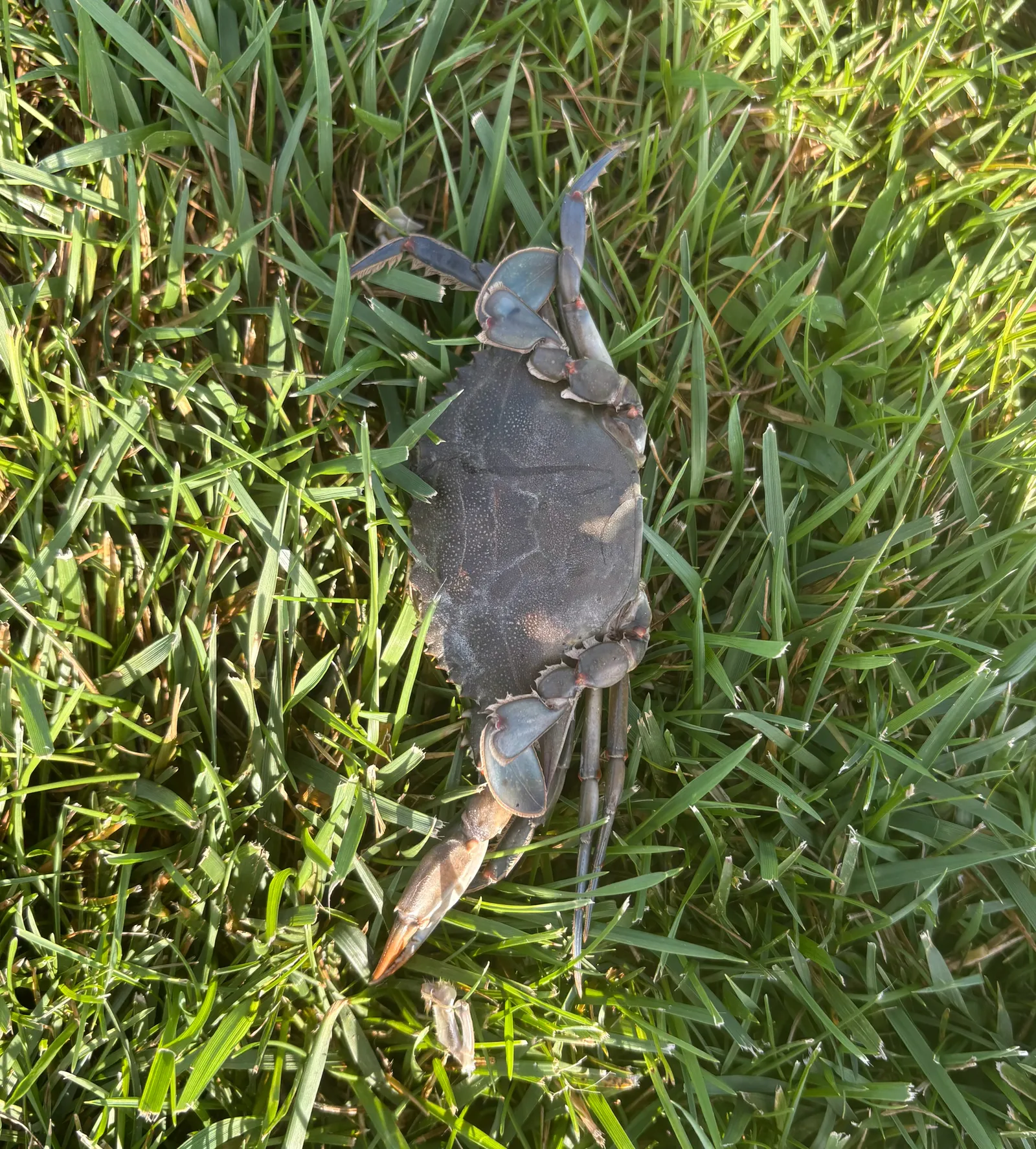 Blue crab — foto 1