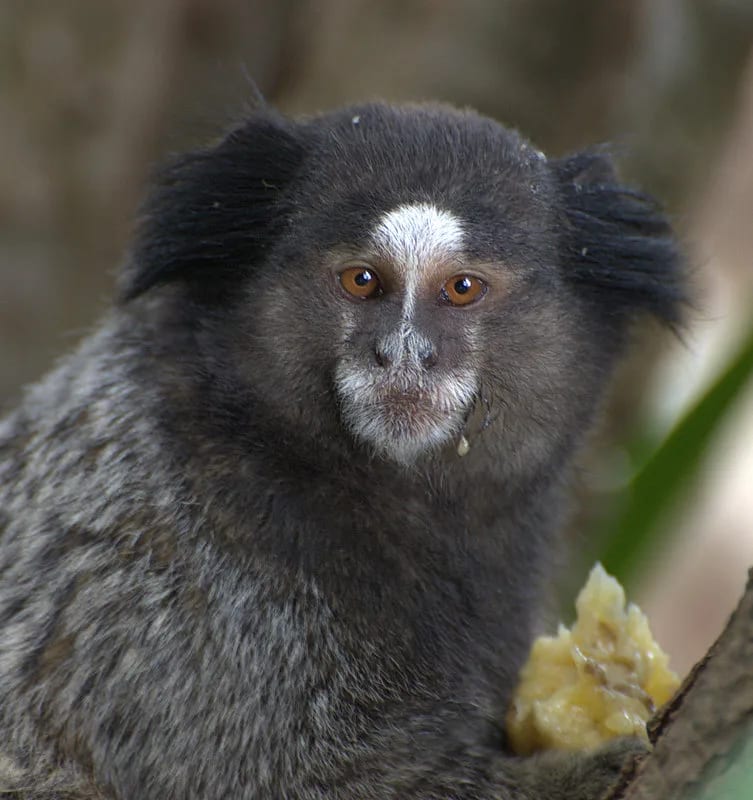 Black-tufted-ear marmoset — foto 1