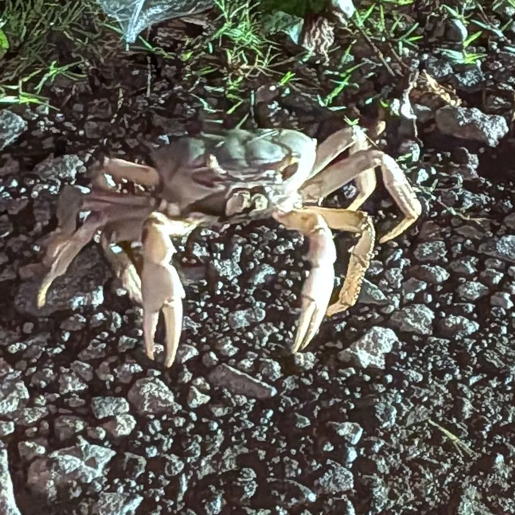 Blue land crab — foto 1