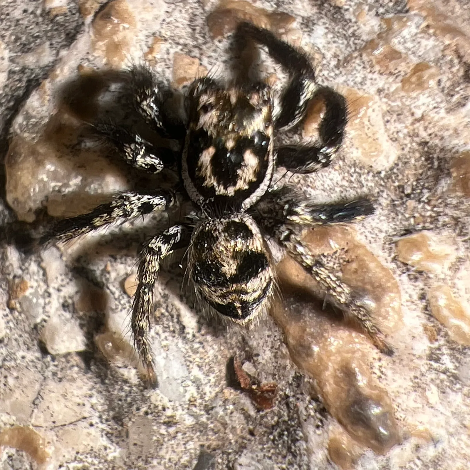 Aranha-saltadora — foto 1