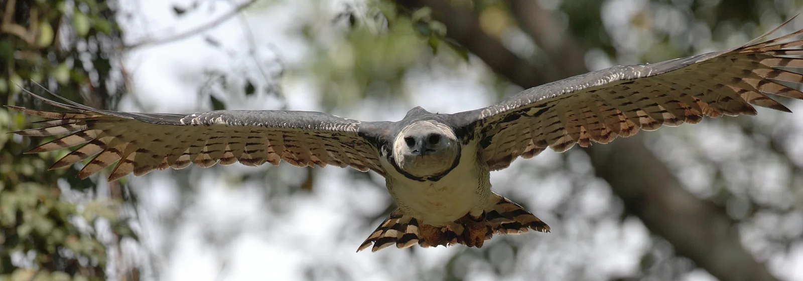 águila arpía — foto 1