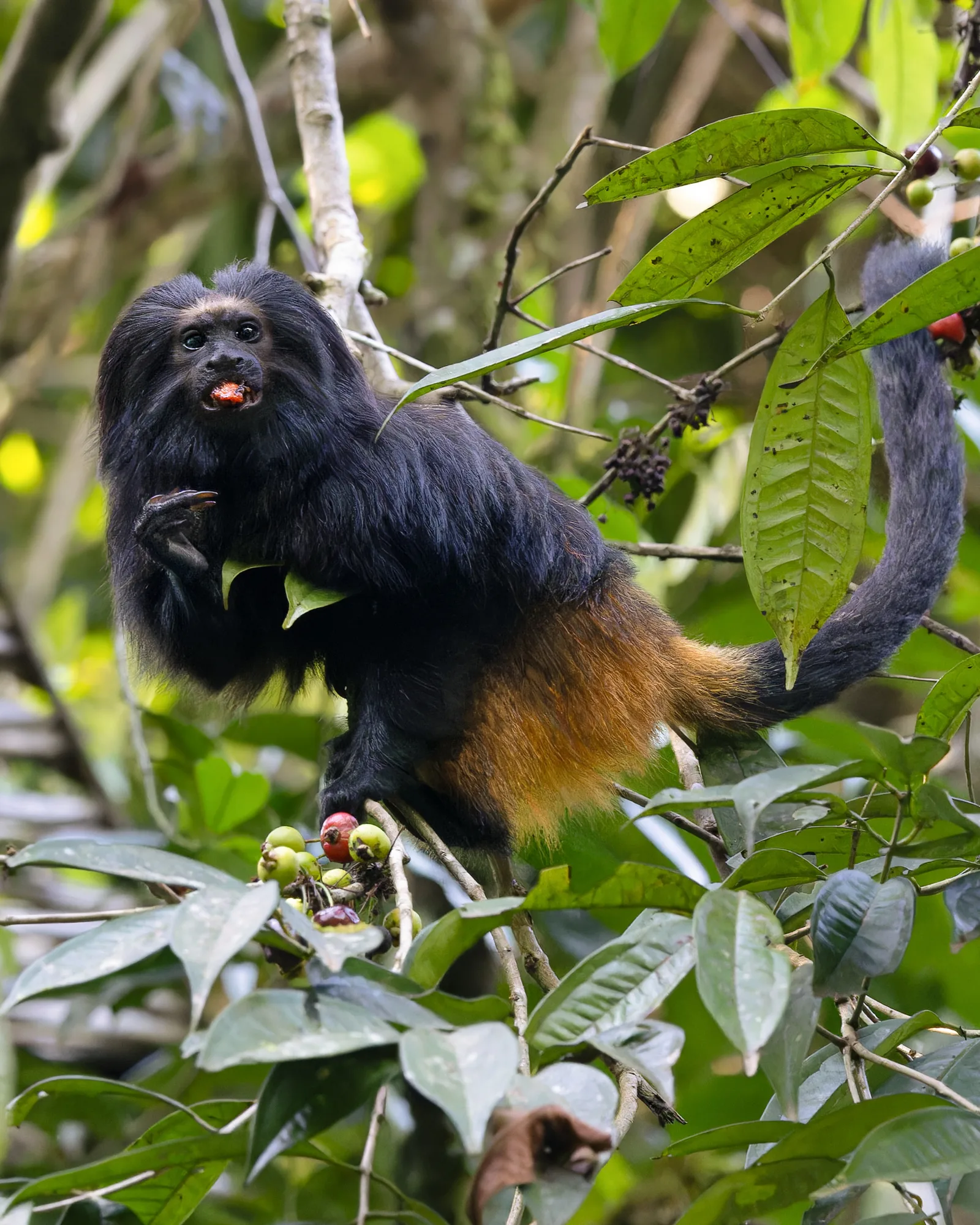 Black lion tamarin — foto 1