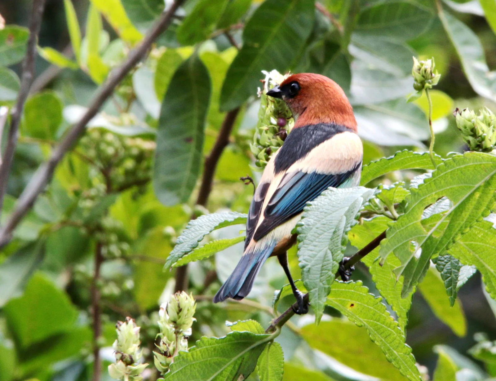Black-backed Tanager — foto 1