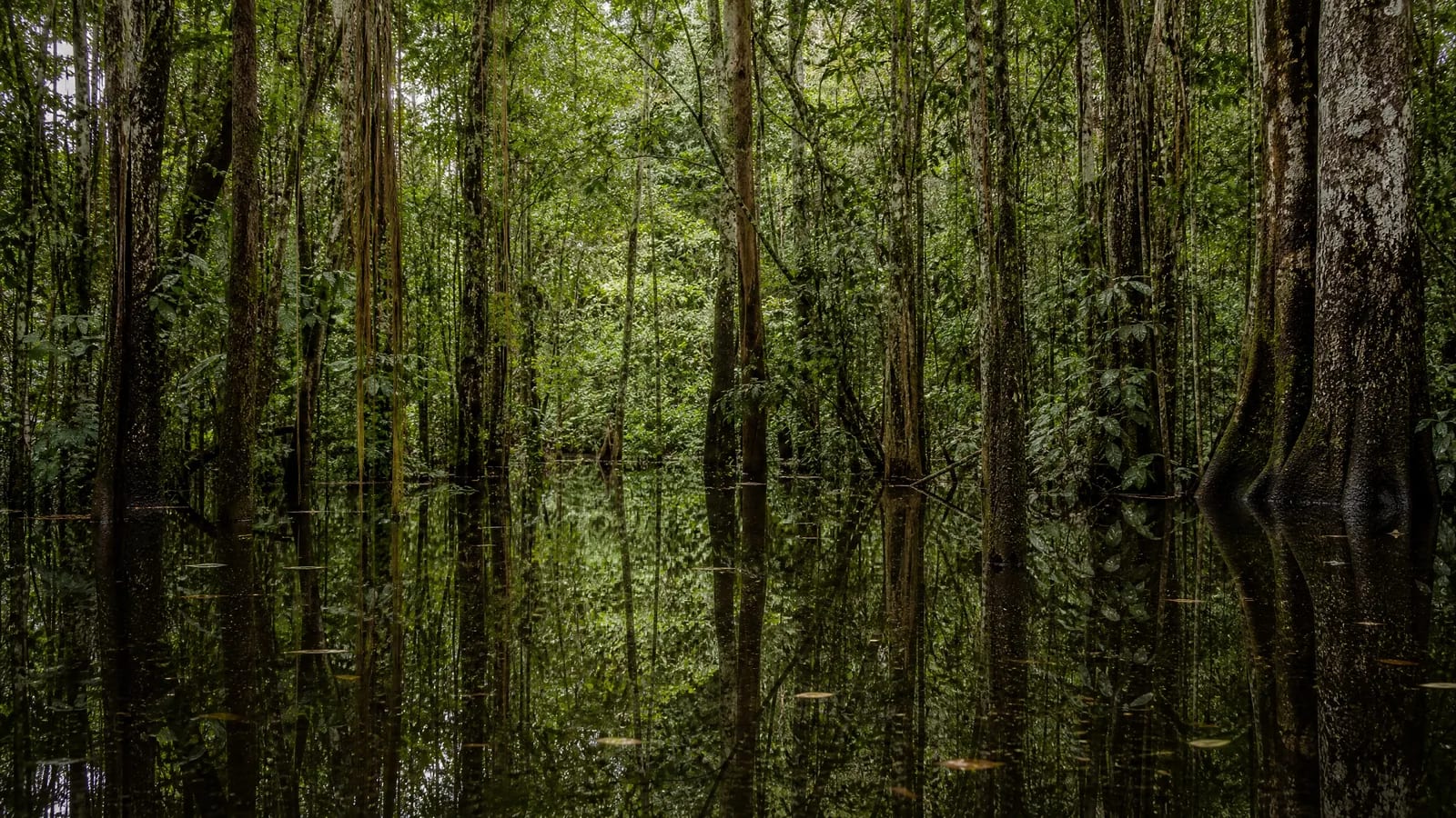 Amazônia — 2