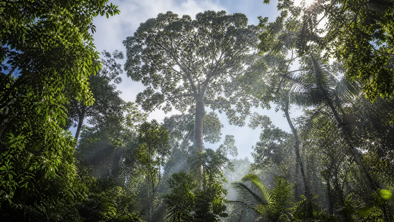 Amazônia — 3
