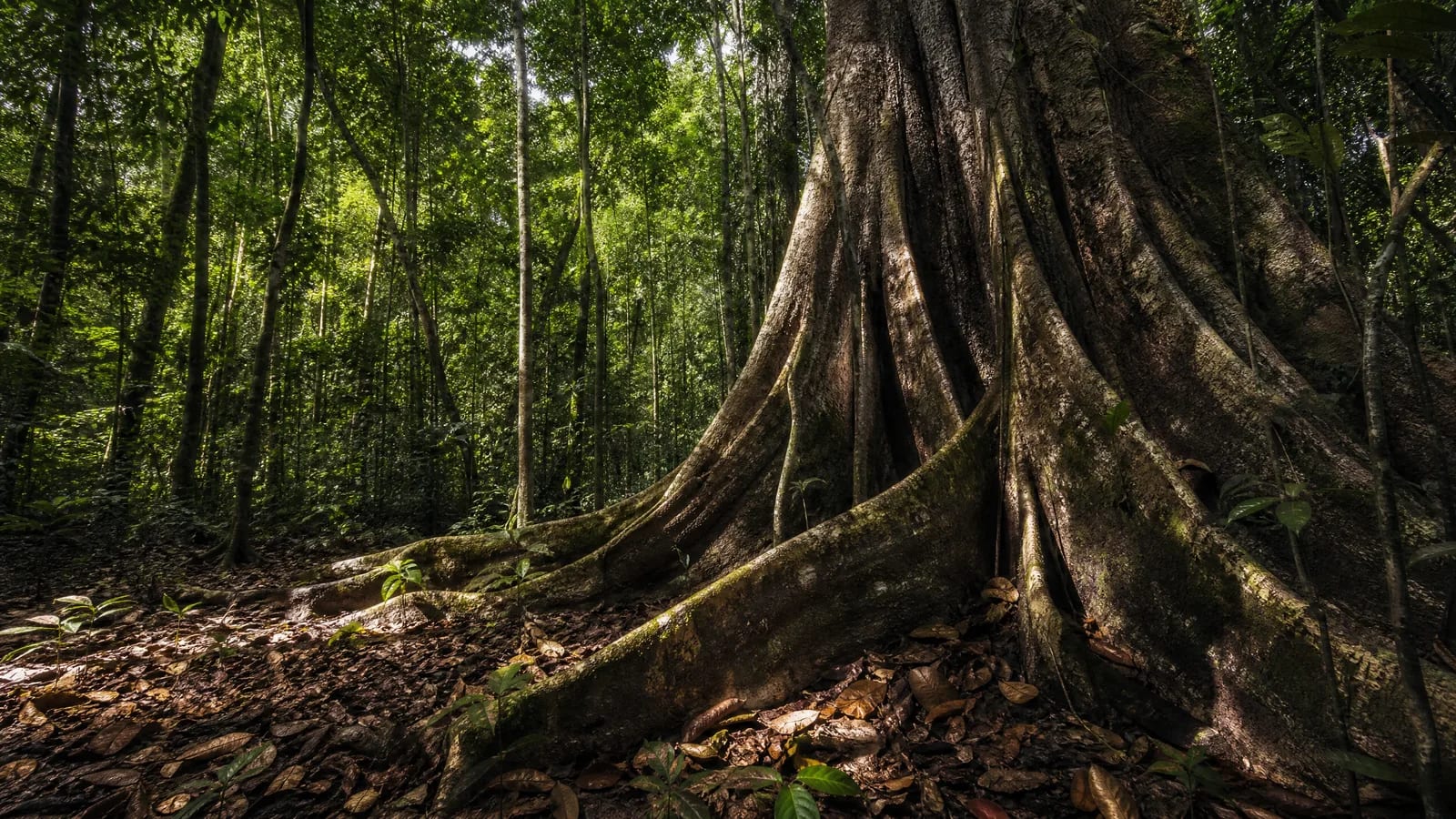 Amazônia — 5