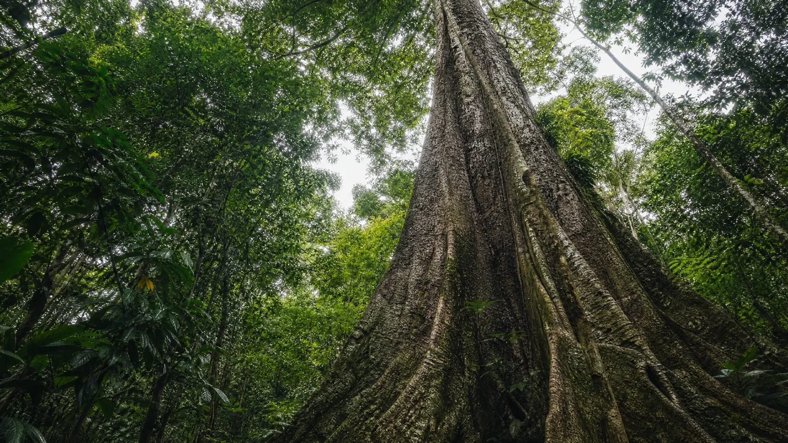 Amazônia — 9