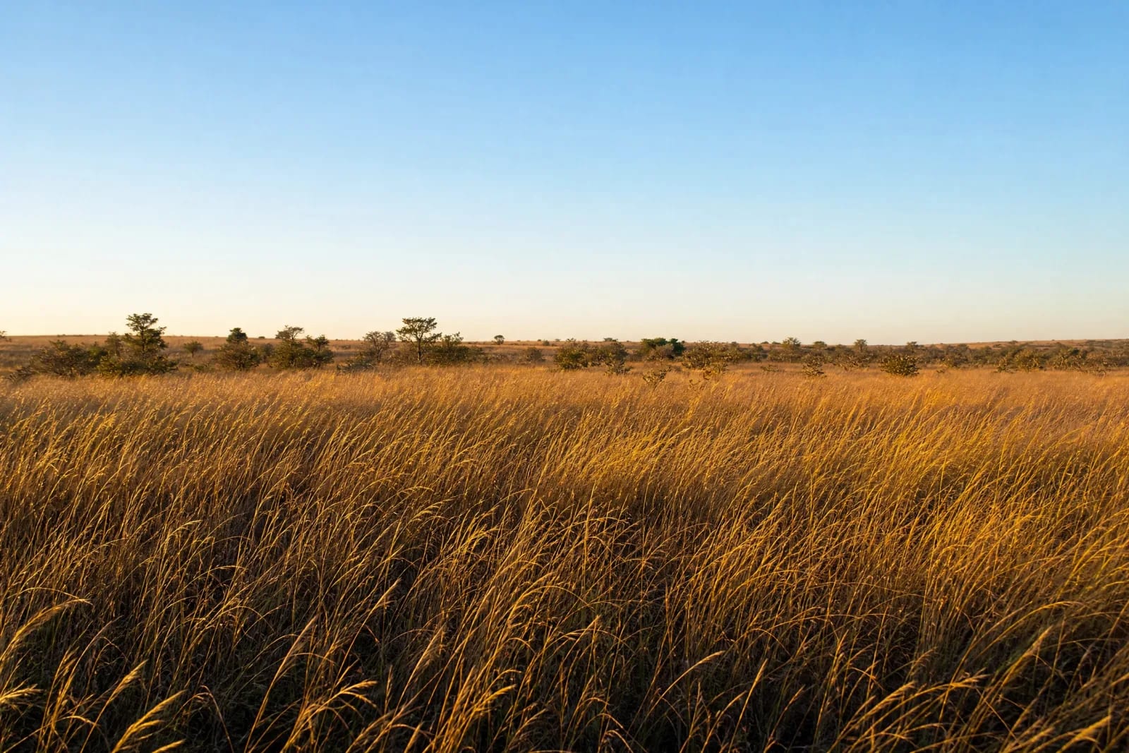 Campo limpo ao amanhecer