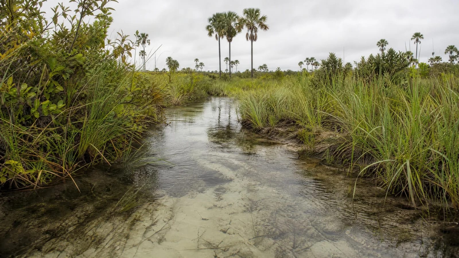 A vereda não é enfeite de paisagem.