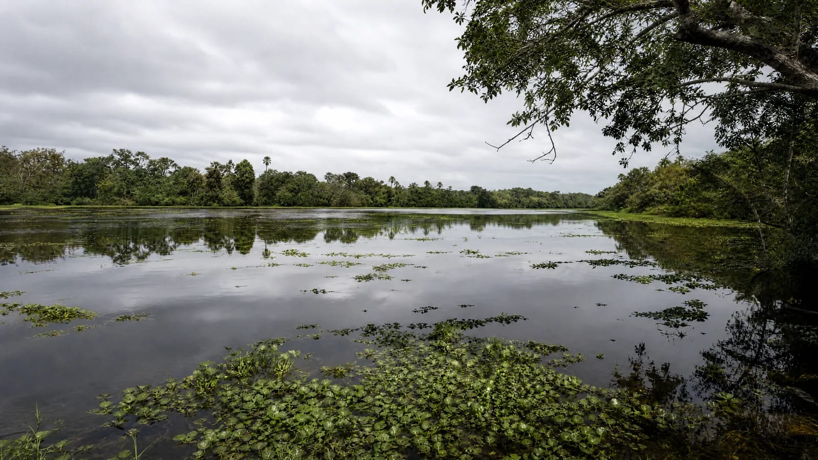 Pantanal — 3