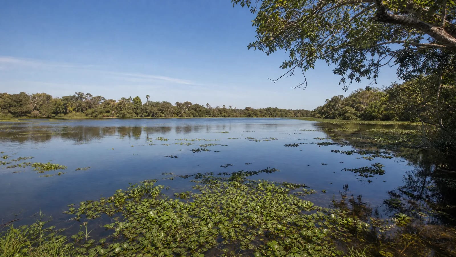 Pantanal — 8