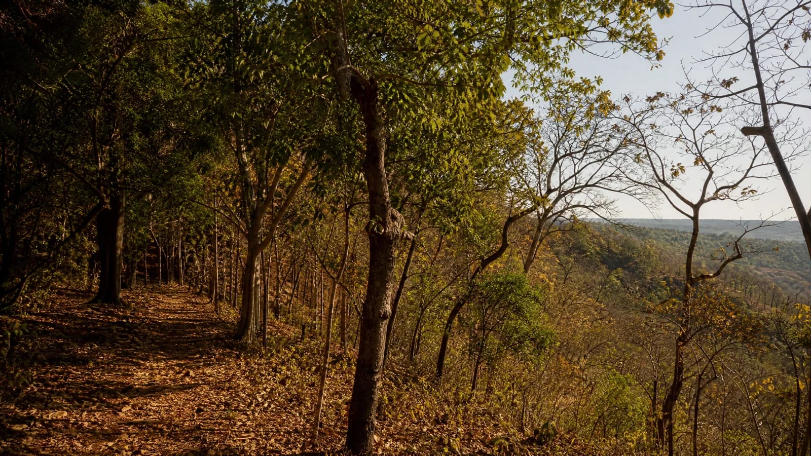 Floresta Estacional Semidecidual