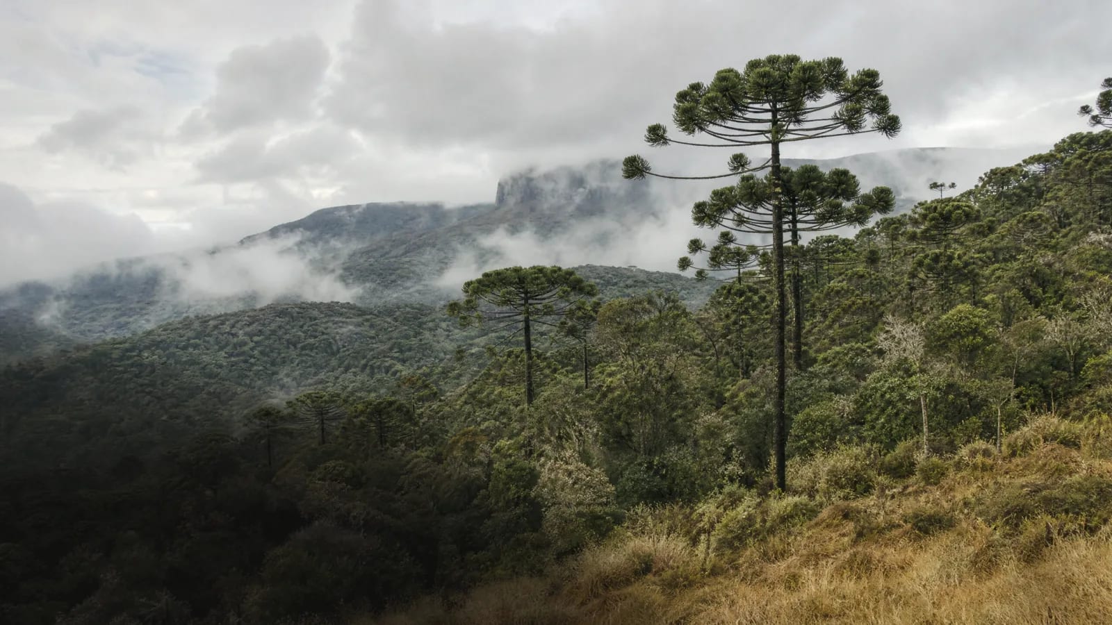 Floresta Ombrófila Mista