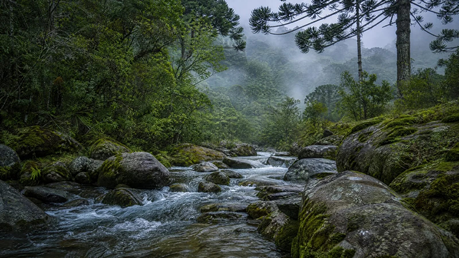 Floresta Ombrófila Mista