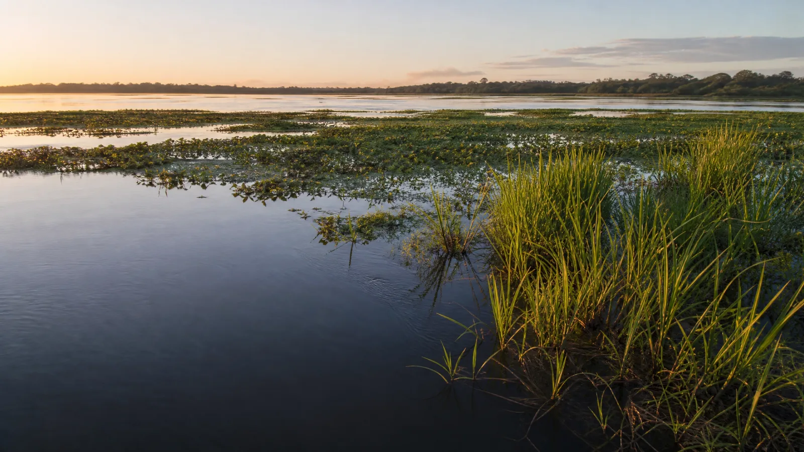 Vegetação fluvial e lacustre